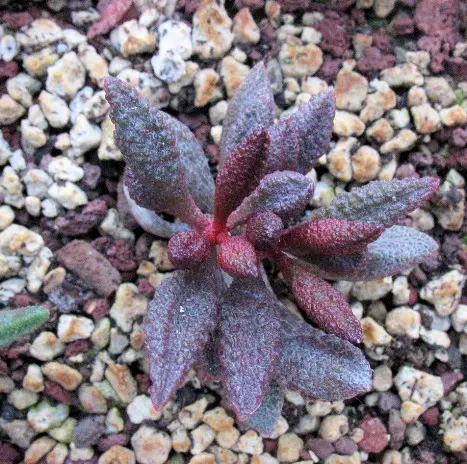 Adromischus marianae fa. herrei