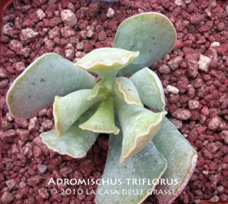 Adromischus triflorus