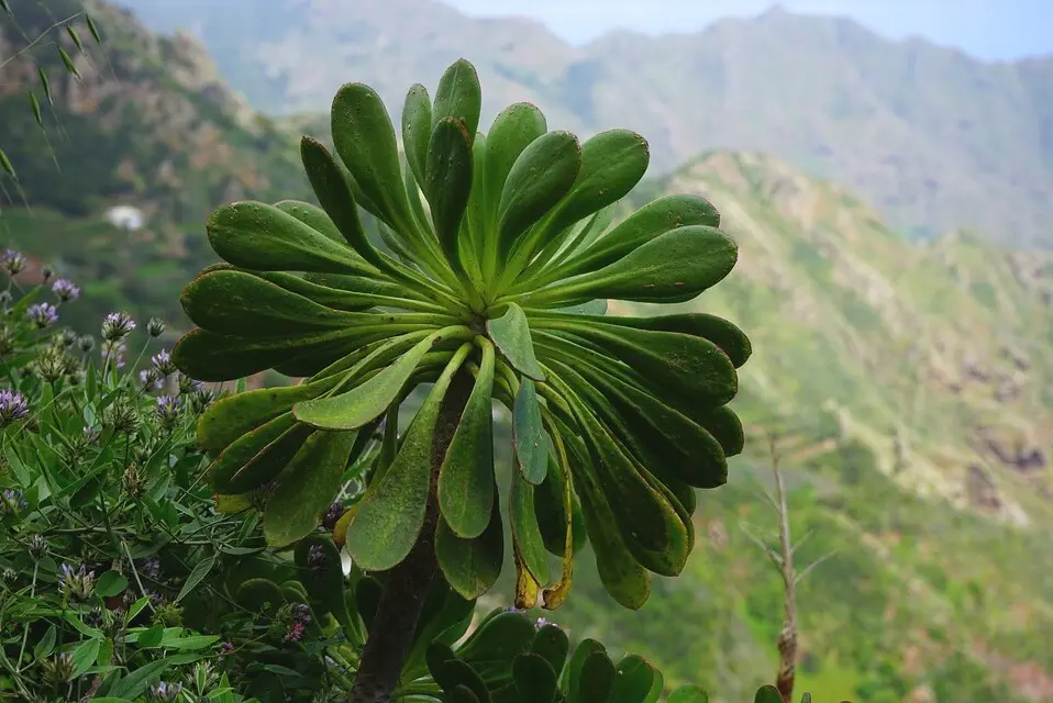 Aeonium alle isole Canarie Aeonium alle isole Canarie
