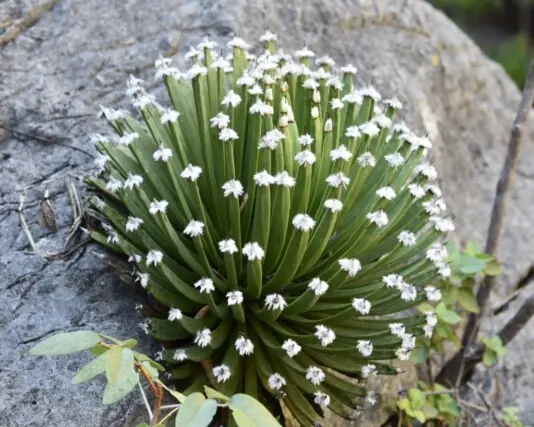 Echinoagave albopilosa (I.Cabral, Villarreal & A.E.Estrada) A.Vázquez, Rosales & García-Mor.