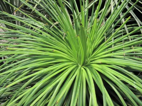 Agave ornithobroma Gentry