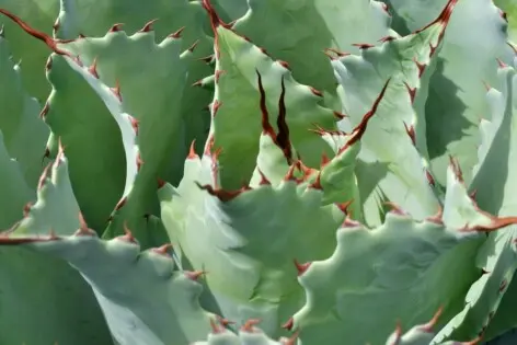 Agave potatorum Zucc.