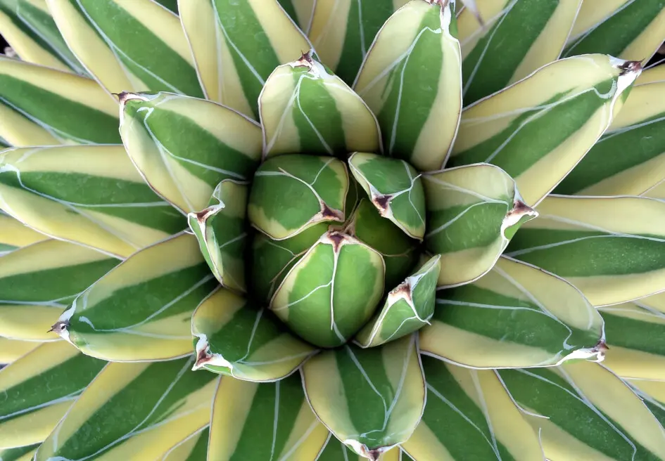 Agave victoriae-reginae T.Moore fa. variegata Agave victoriae-reginae T.Moore fa. variegata