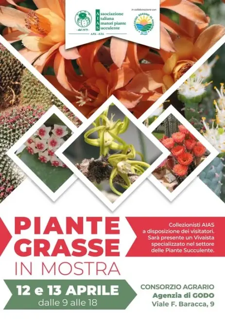 Piante grasse in mostra