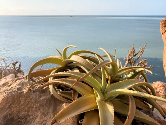 Aloe perryi Baker