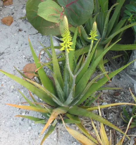 Aloe sp. Aloe sp.