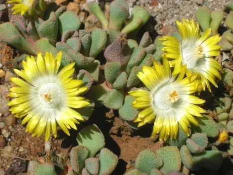 Aloinopsis loganii L.Bolus