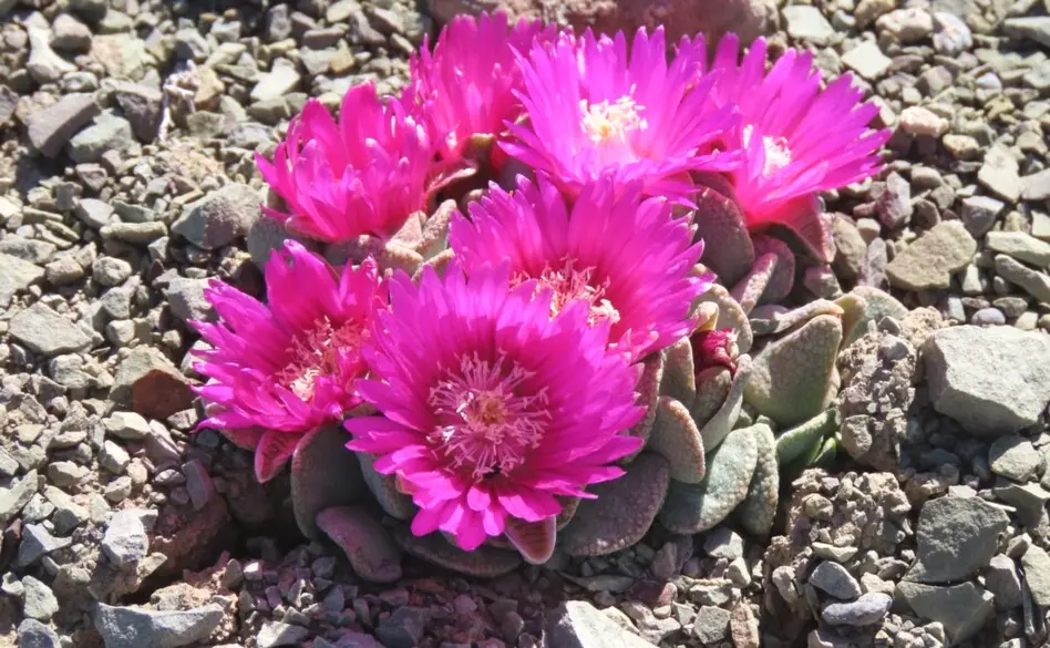 Aloinopsis spathulata (Thunb.) L.Bolus