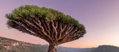 Dracaena cinnabari Balf. f.