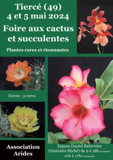 Cactus (Foire aux Cactus & plantes rares de Tiercé)