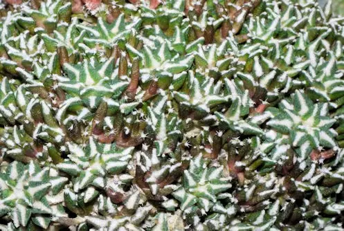 Ariocarpus