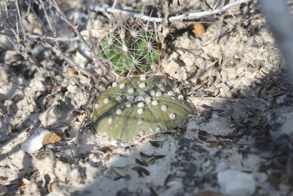 Astrophytum asterias (Zucc.) Lem.