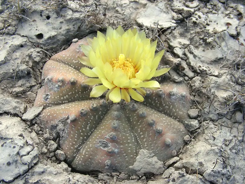 Astrophytum asterias (Zucc.) Lem.