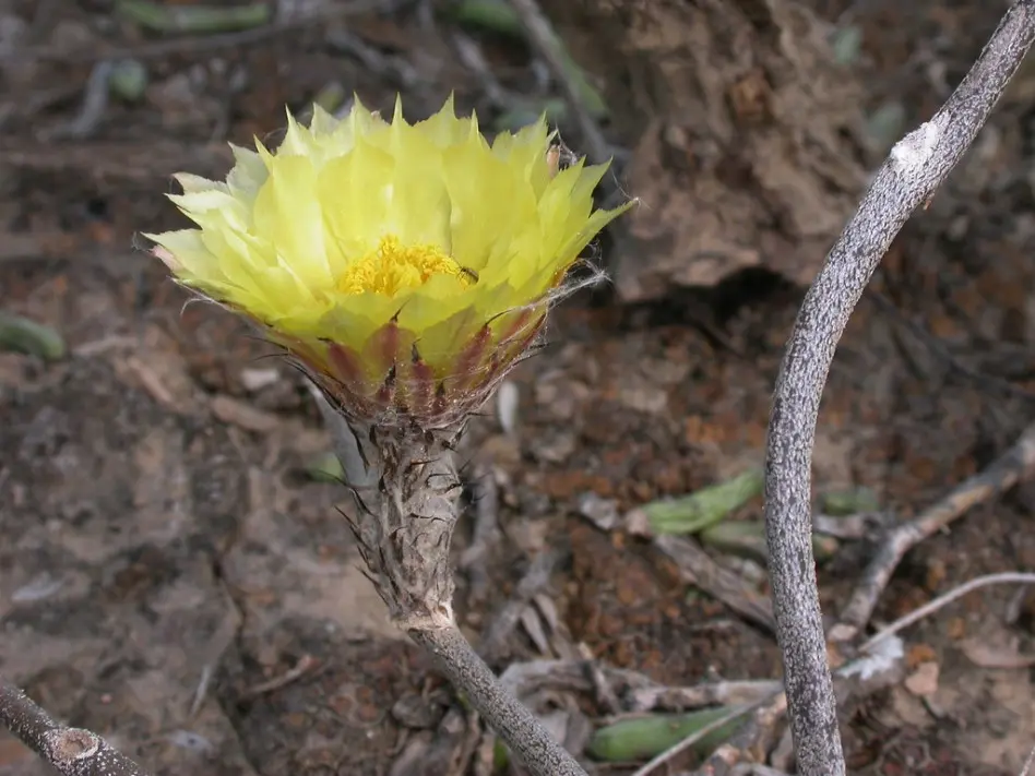 Astrophytum caput-medusae (Velazco & Nevárez) D.R.Hunt 