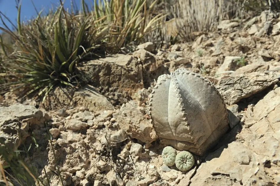 Astrophytum coahuilense (H.Moeller) K.Kayser
