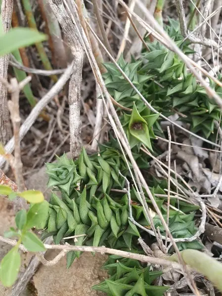 Astroloba spirella (Haw.) Molteno & Gideon F.Sm.