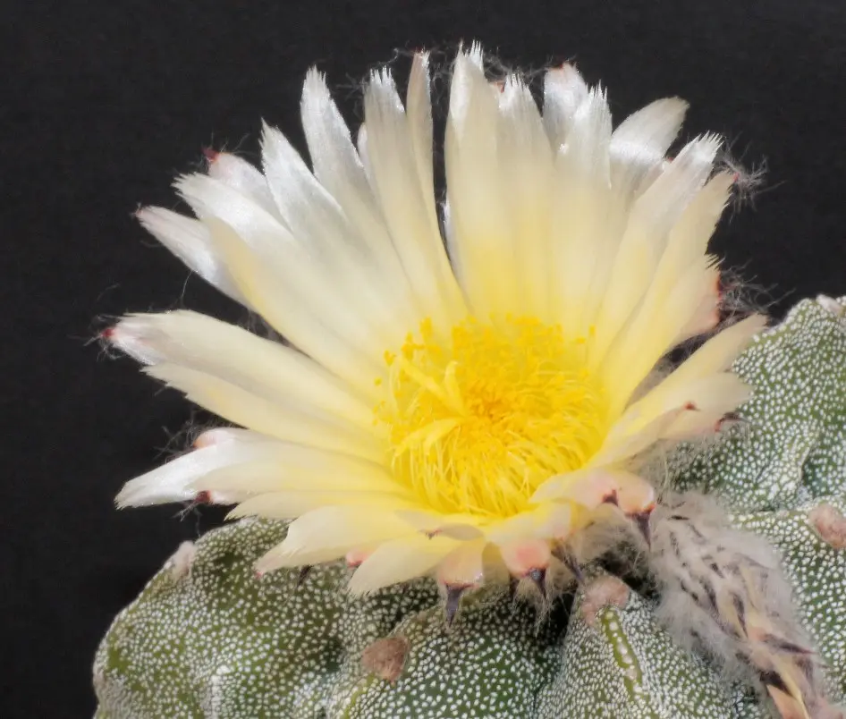 Astrophytum myriostigma Lemaire con otto coste