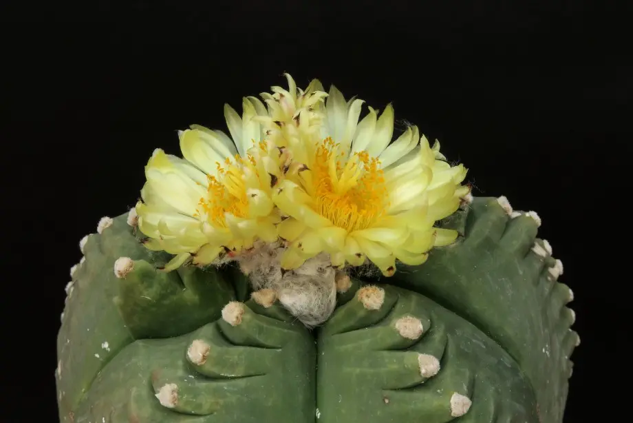 Astrophytum ibrido