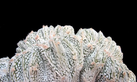 Astrophytum cv. Onzuka fa. crestata