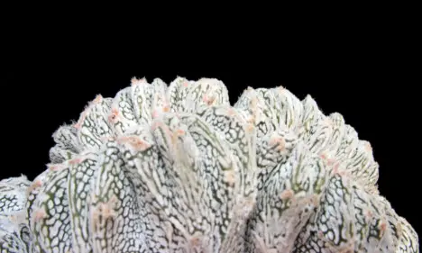 Astrophytum cv. Onzuka fa. crestata Astrophytum cv. Onzuka fa. crestata