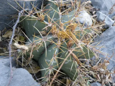 Astrophytum ornatum (DC.) Britton & Rose