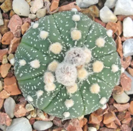 Astrophytum asterias Astrophytum asterias