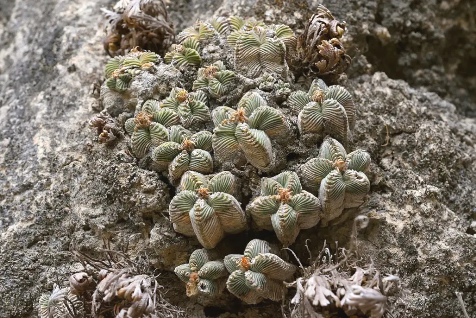 Aztekium valdezii Velazco, Alvarado & S.Arias
