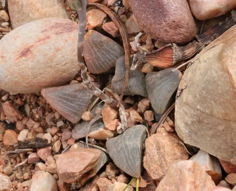 Haworthia bayeri J.D.Venter & S.A.Hammer