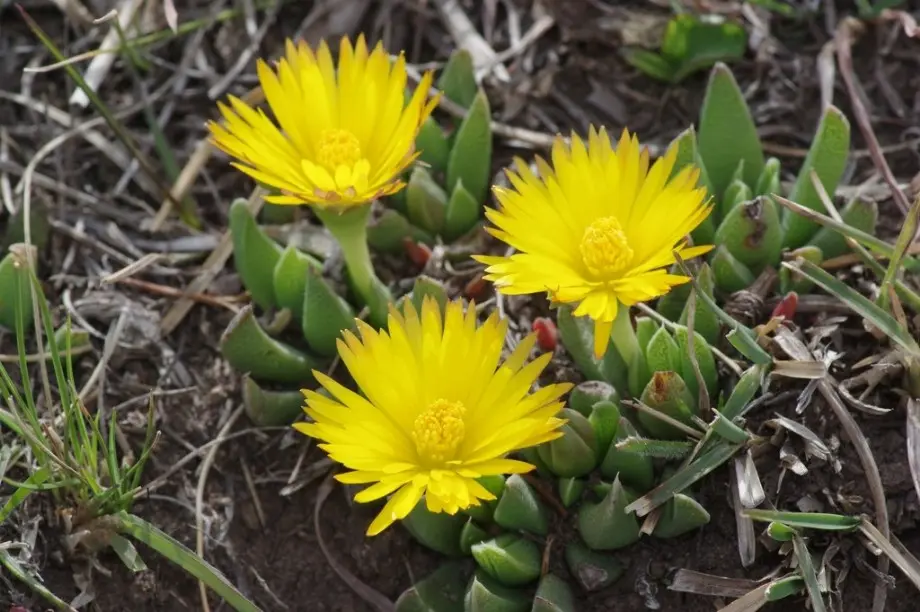 Bergeranthus katbergensis L.Bolus