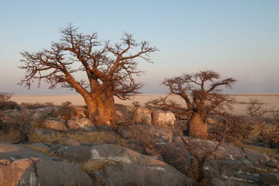 Baobab in Botswana