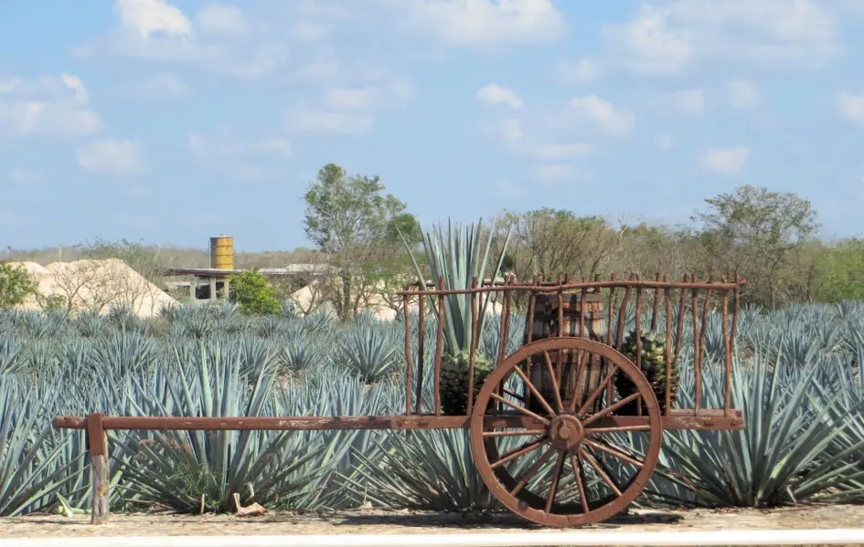 Una piantagione di Agave tequilana F.A.C. Weber in Messico Una piantagione di Agave tequilana F.A.C. Weber in Messico