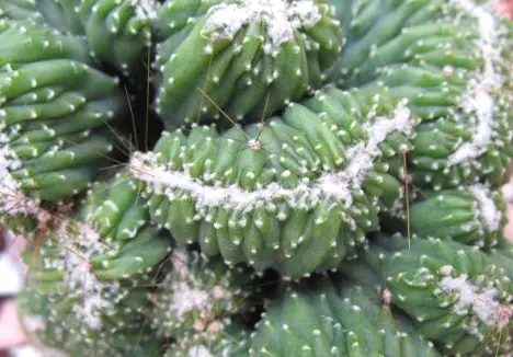 Cereus hildmannianus K. Schum. fa. crestata Cereus hildmannianus K. Schum. fa. crestata