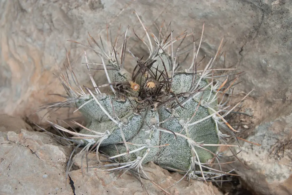 Astrophytum capricorne (A. Dietrich) Britton & Rose