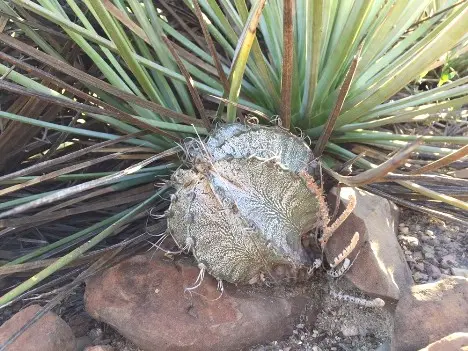 Astrophytum capricorne (A. Dietrich) Britton & Rose