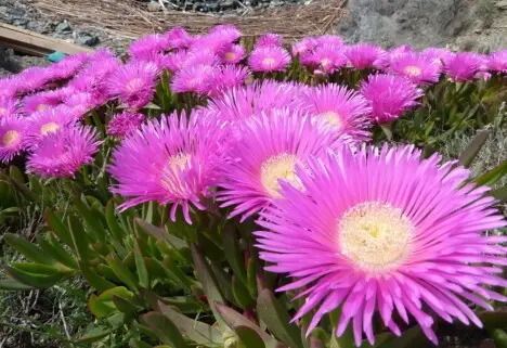 Carpobrotus edulis