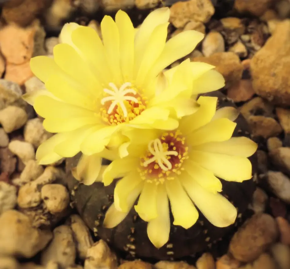 Frailea castanea Backeb. Frailea castanea Backeb.