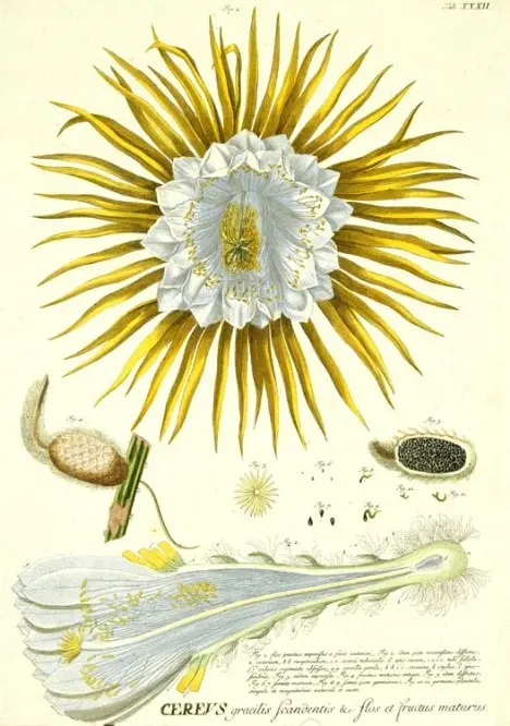 Cereus grandiflorus, from Plantae Selectae by G.D. Ehret, 1772. Cereus grandiflorus