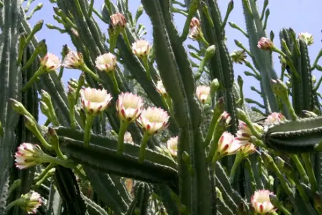 Cereus repandus (L.) Mill.
