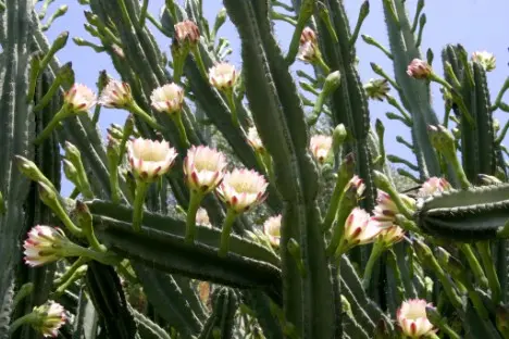 Cereus repandus (L.) Mill. Cereus repandus (L.) Mill.