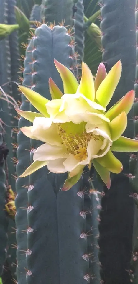 Cereus hexagonus (L.) Mill.