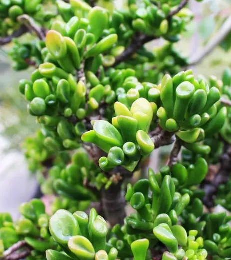 Crassula Ovata Hobbit Crassula Ovata Hobbit