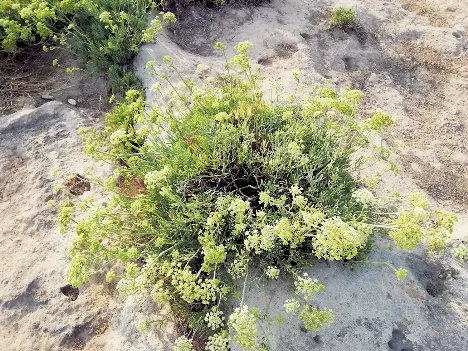 Crithmum maritimum L. Crithmum maritimum L.