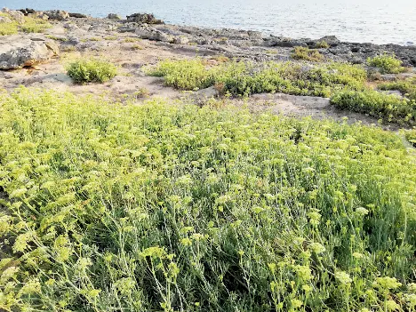 Crithmum maritimum L. Crithmum maritimum L.
