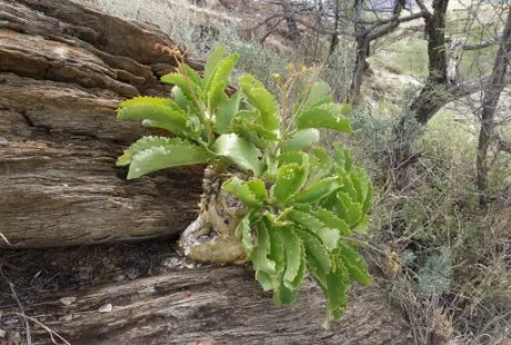 Cyphostemma bainesii (Hook.) Desc.