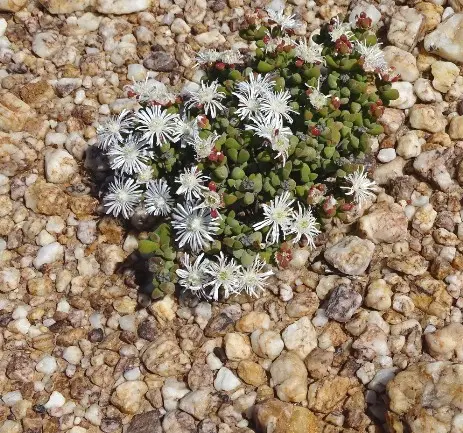 Drosanthemopsis diversifolia (L.Bolus) Klak