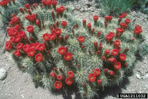 Echinocereus triglochidiatus Engelm.