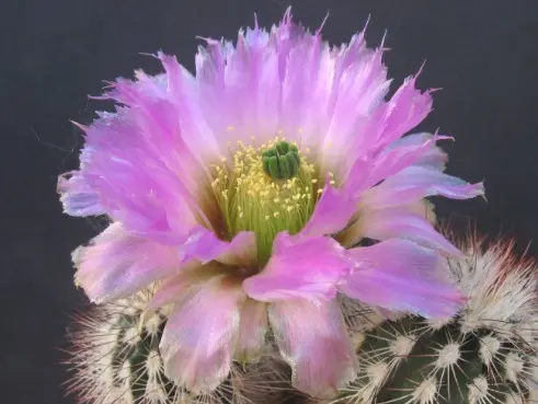 Echinocereus reichenbachii var. baileyi (Rose) N.P.Taylor