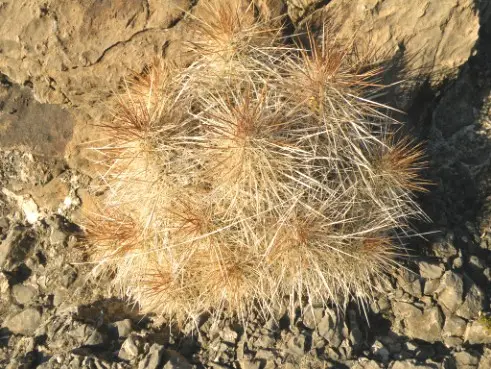 Echinocereus longisetus (Engelm.) Lem.