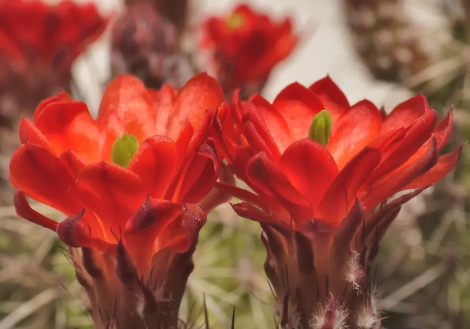 Echinocereus