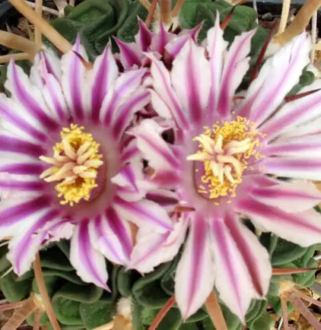 Stenocactus sp. Stenocactus sp.